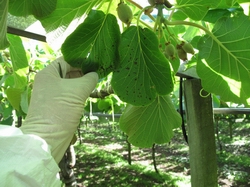 The kiwifruit vine-killing disease PSA can be seen here as dark spots &#8211; caused by decaying tissue &#8211; on leaves